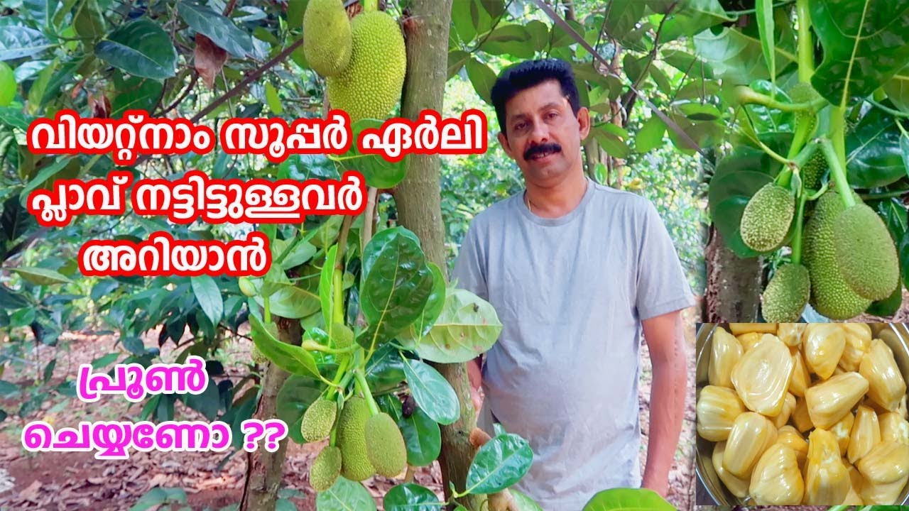 പ്ലാവിനെ വെട്ടി ഒരുക്കുമ്പോൾ Pruning ചെയ്യുമ്പോൾ അറിയേണ്ട കാര്യങ്ങൾ JackFruit Pruning Tips | Vietnam