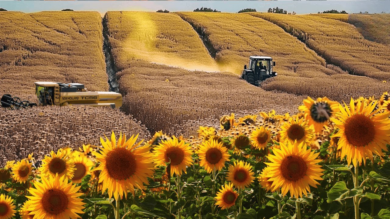 Cosecha de MILLONES de toneladas de semillas de GIRASOL para PRODUCIR aceite de girasol