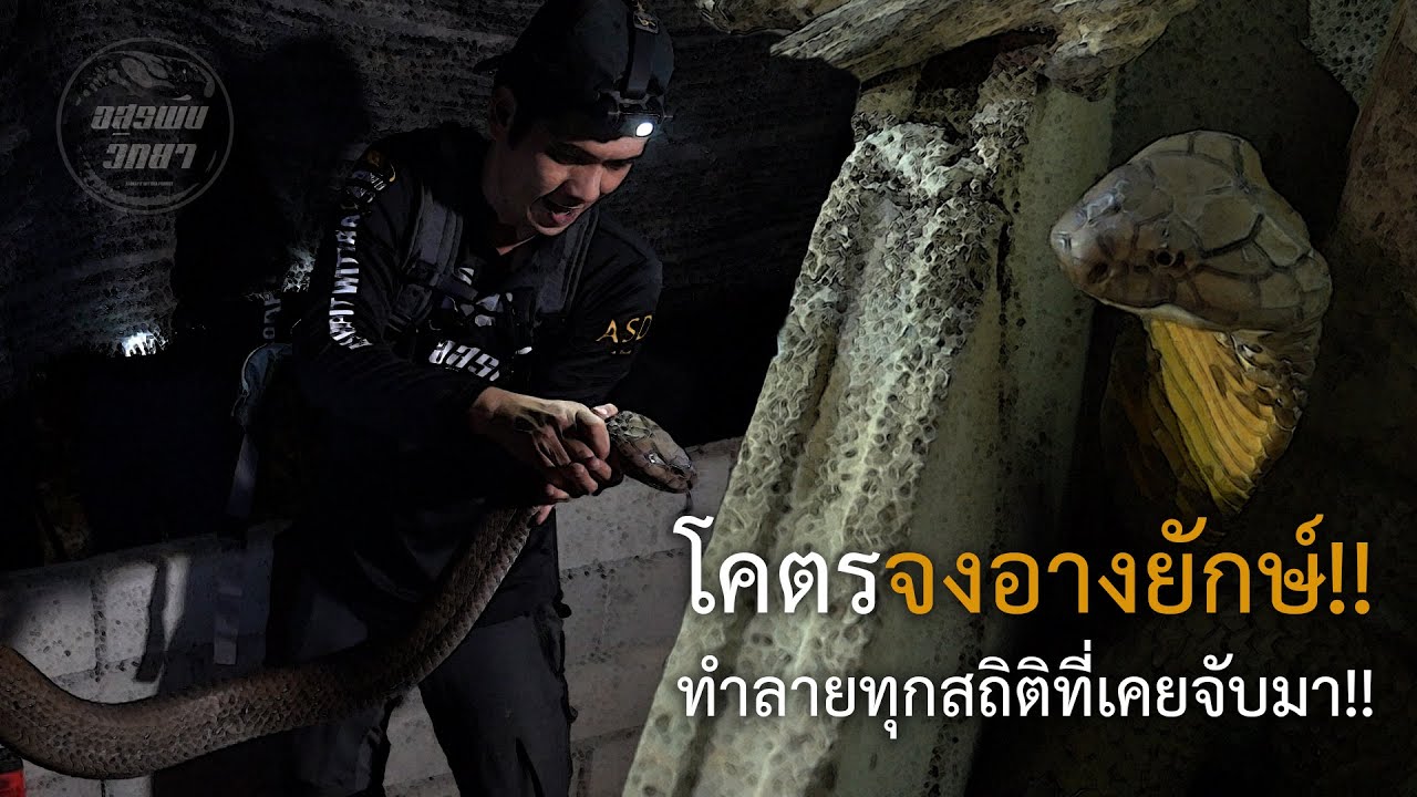 โคตรจงอางยักษ์!! ทำลายทุกสถิติที่เคยจับมา!! อสรพิษวิทยา EP.107