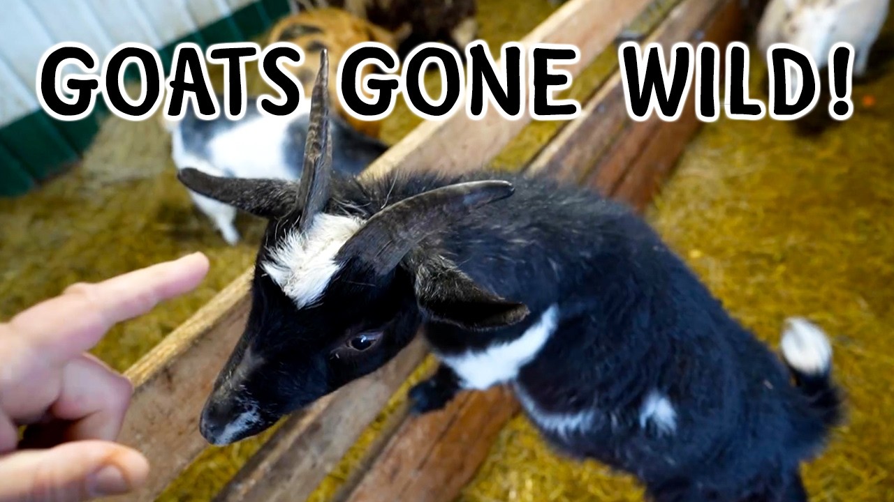 Обновление информации о нападении петухов&hellip; и козы начинают буйствовать! 🐐