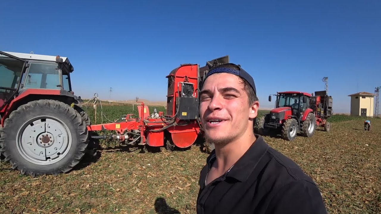 ÇILGINLAR GİBİ PANCAR SÖKÜYORUZ!! MF 3095 ve Tümosan 9115, 2 Harmak... Bunlara iş dayanmaz