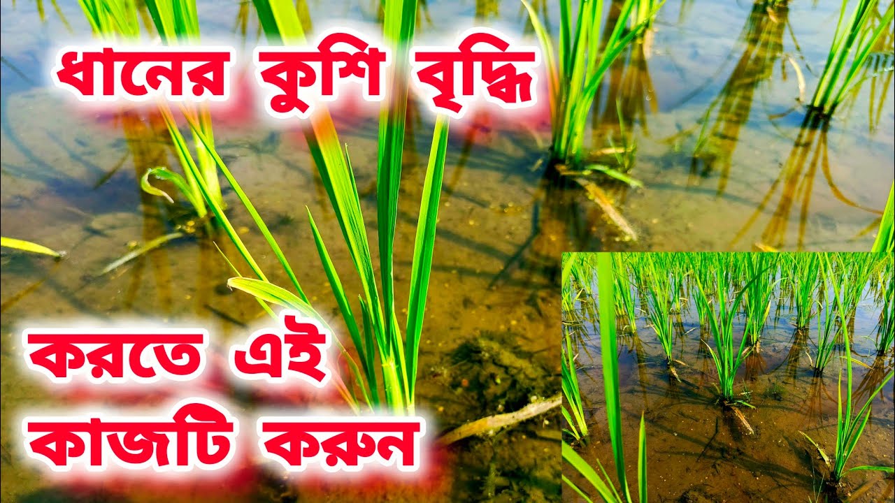 ধানের কুশি বৃদ্ধি করবেন যেভাবে? Tiger Agro