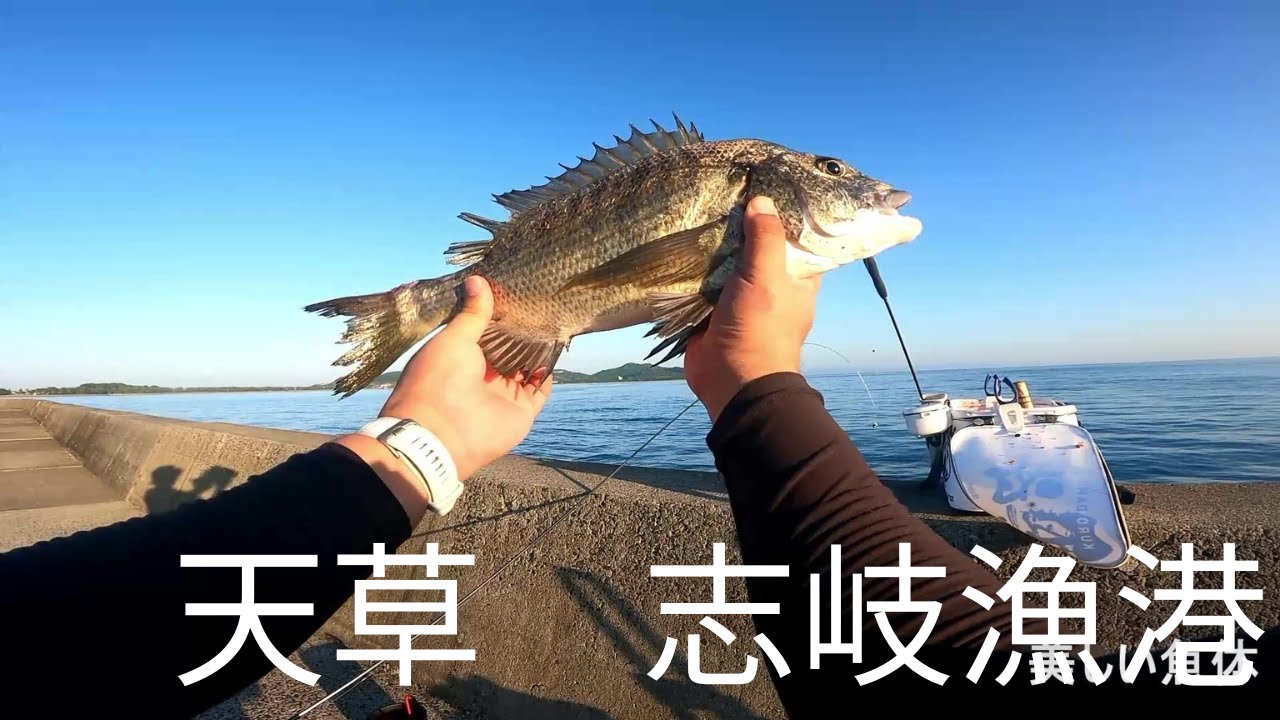 再び天草の志岐漁港でチヌを狙う