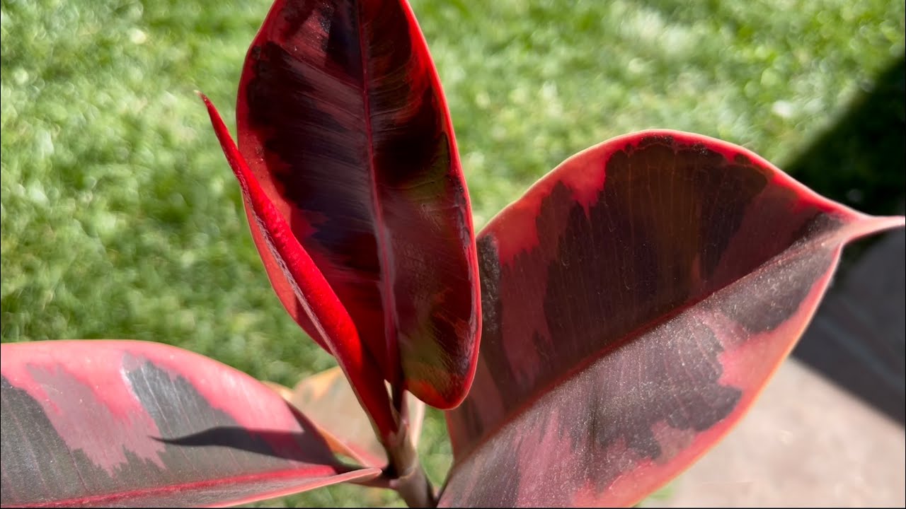 Ficus Ruby (rubber tree) bonsai work from early spring and updates (May 2022)