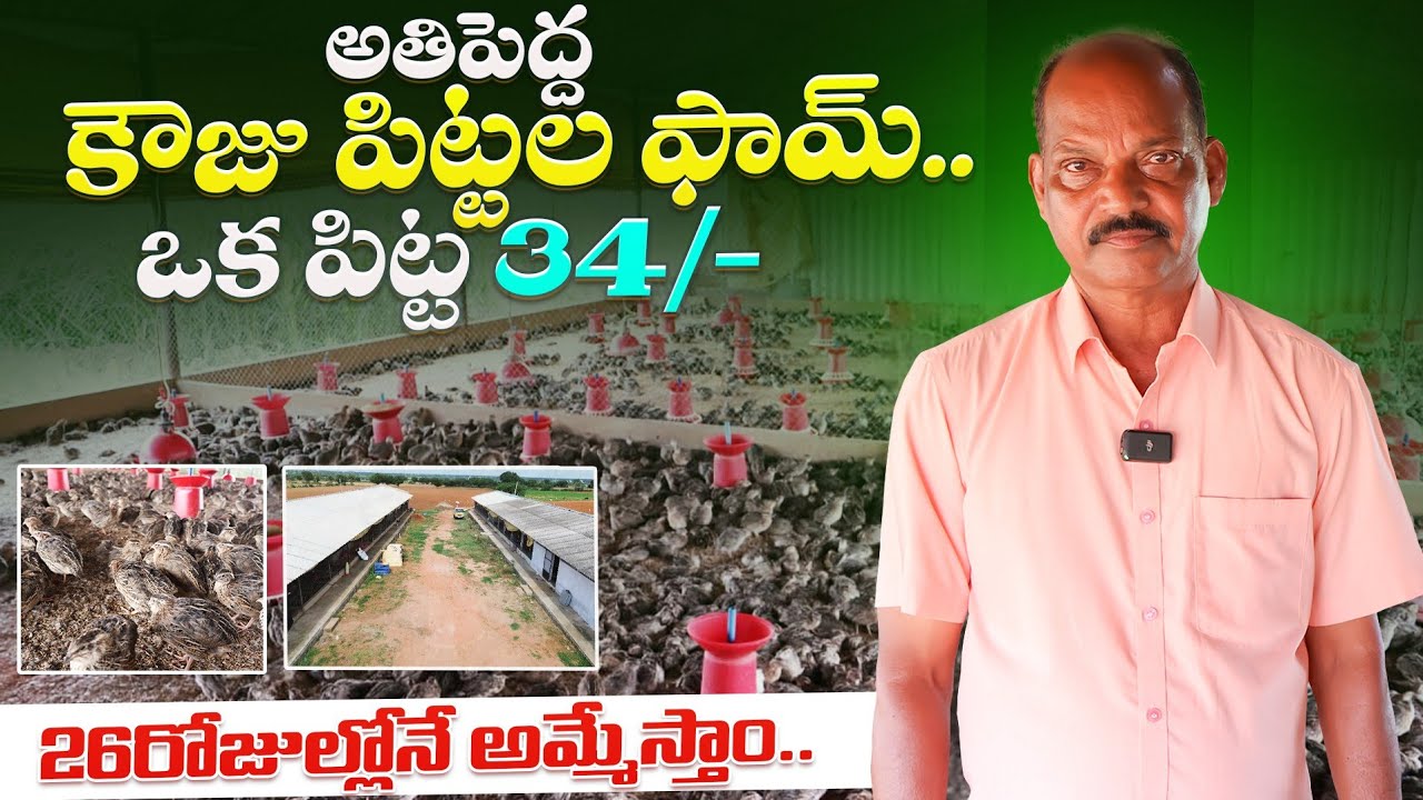 Quail Bird Farming In Telugu | అతిపెద్ద కౌజు పిట్టల ఫార్మ్ | Kouju Pittala Unit | Shiva Agri Clinic