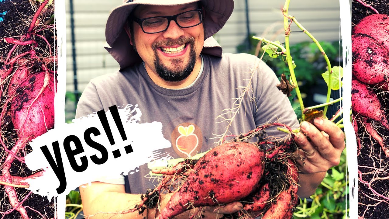 Our BEST Sweet Potato CONTAINER Growing Harvest EVER! |  how to grow sweet potatoes |  Harvest 2020