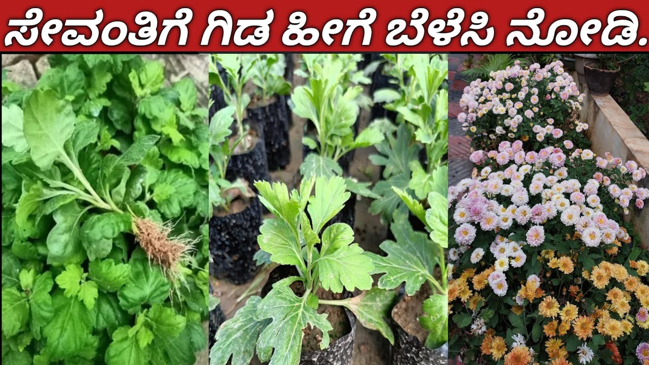 ಸೇವಂತಿಗೆ  ಗಿಡದ ತುಂಬಾ ಹೂವು ಬರಬೇಕಾ/ಕಟಿಂಗ್ ಹೀಗೆ ನೆಟ್ಟು ನೋಡಿ#how to grow Chrysanthemum plants #flowers