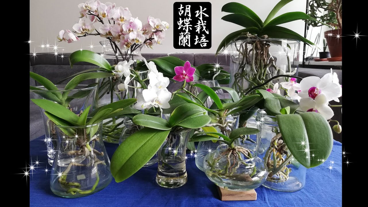 胡蝶蘭の水栽培にオススメのガラス瓶