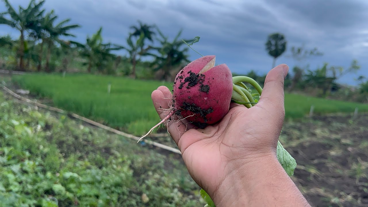 Cómo siembran cultivos de HUERTOS en mi campo de REPÚBLICA DOMINICANA 