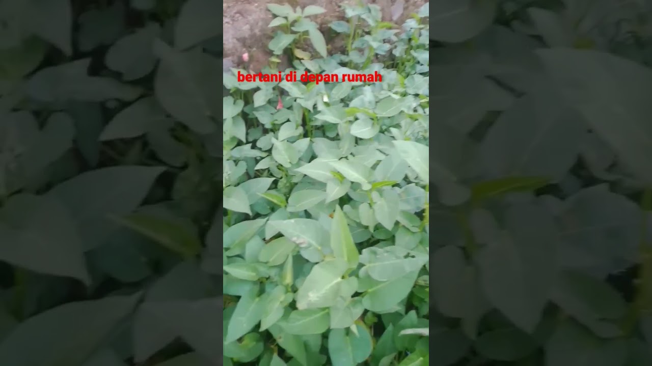 bertani di depan rumah