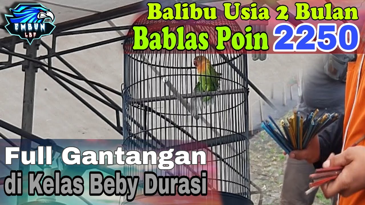 Lovebird Balibu Usia 2 Bulan - Bablas Poin Gantang di Kelas Beby Durasi - Full Gantangan