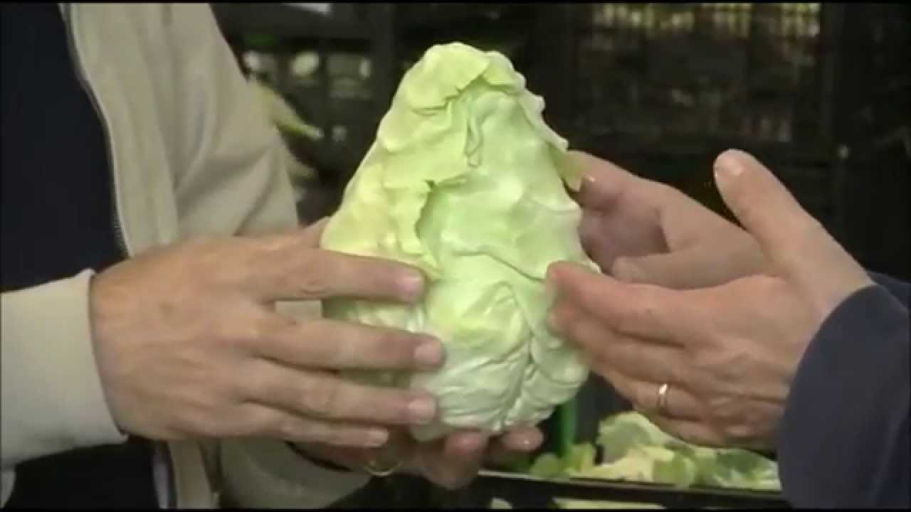 Il cavolo cappuccio e la melanzana