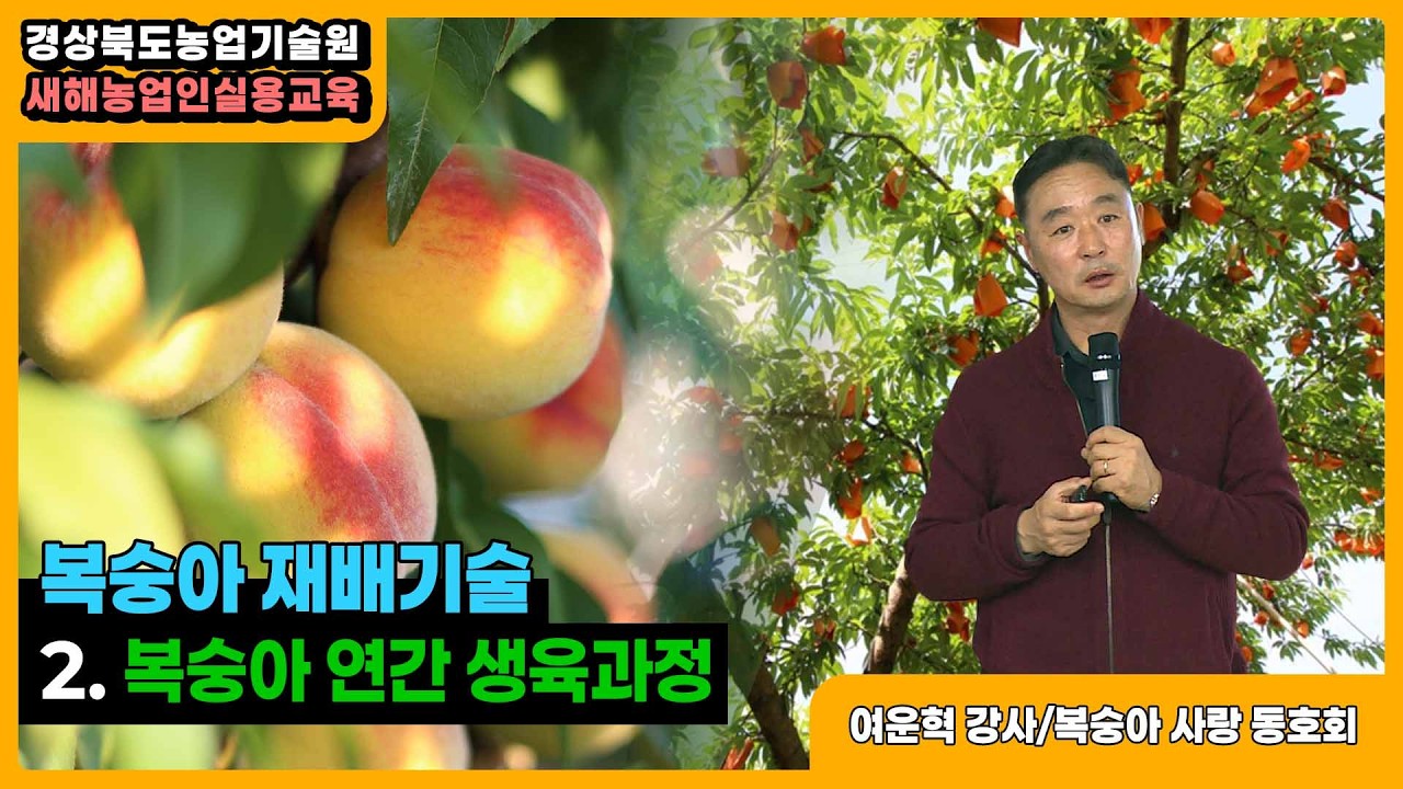 복숭아 재배기술 - 2.복숭아 연간 생육과정