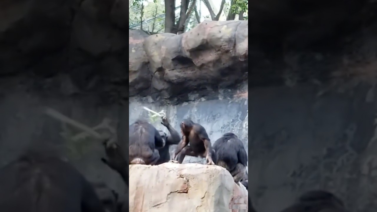 Throwing stones at ppl,see what mummy monkey did. #funnyanimals #healing#funny #monkeys #funnyvideo
