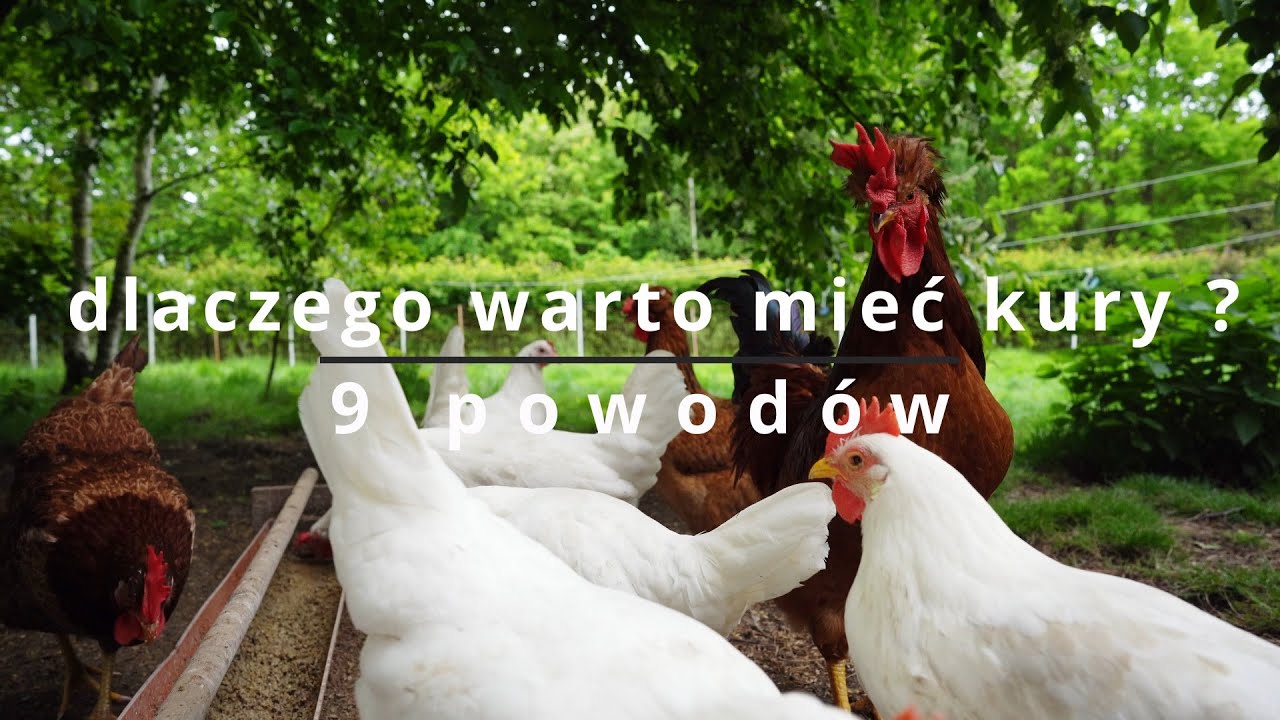 9 powodów, dla których warto mieć kury – dziś bardziej niż kiedykolwiek