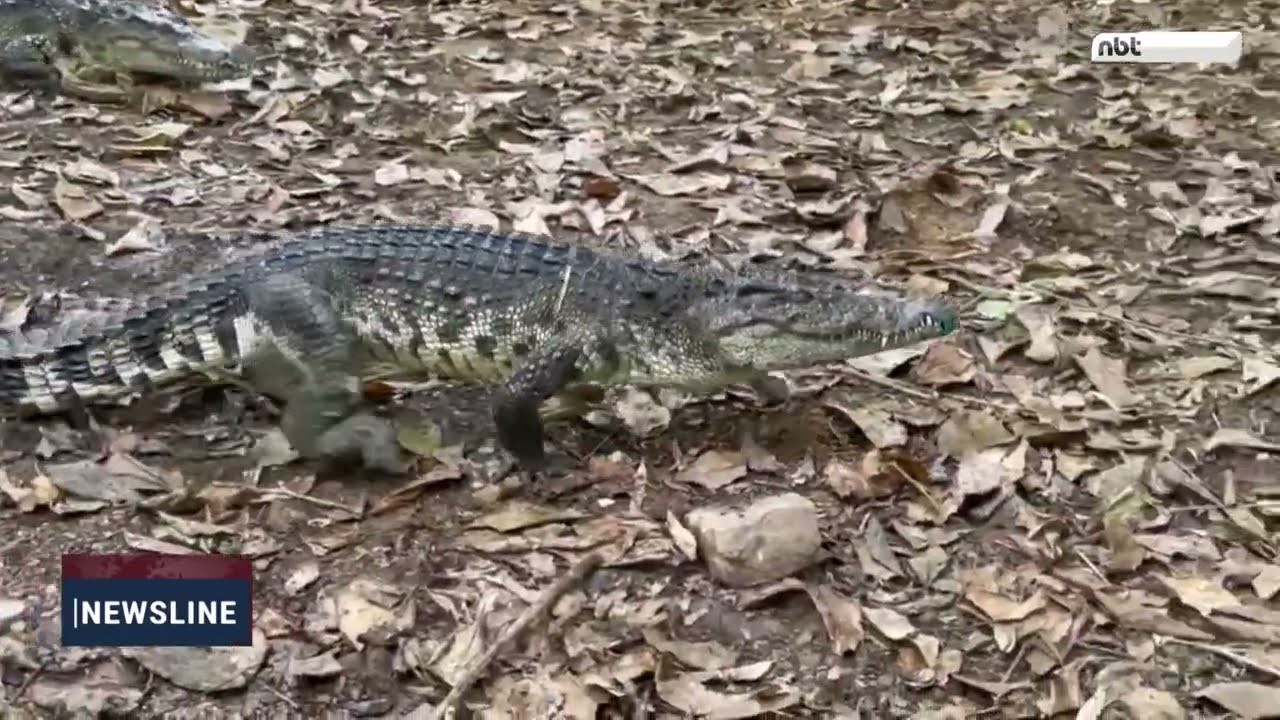 Pure Thai Freshwater Crocodiles Released into World Heritage Site