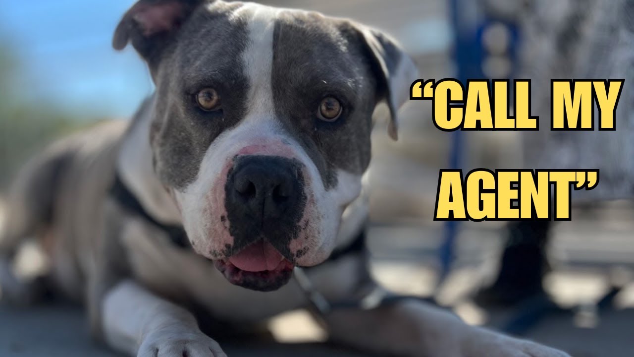🐕 From KILL SHELTER to Celebrity: A Pit Bull's Journey 🐾✨