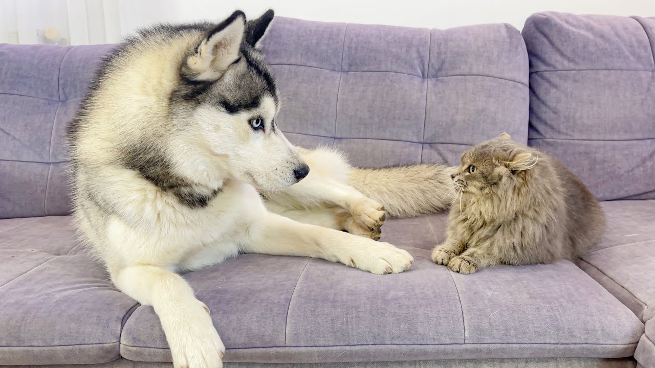 You Won&rsquo;t Believe the Husky&rsquo;s Reaction to Seeing His Fluffy Cat Again!