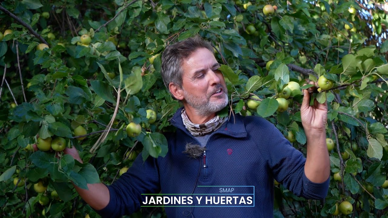 La abundancia de los frutos de MANZANOS silvestres en San Martín de los Andes