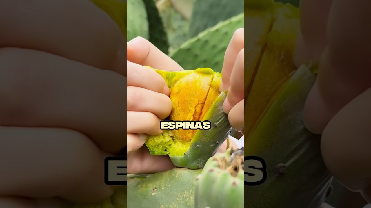 El Truco Casero PARA RECOLECTAR Tunas F&aacute;cilmente 😲