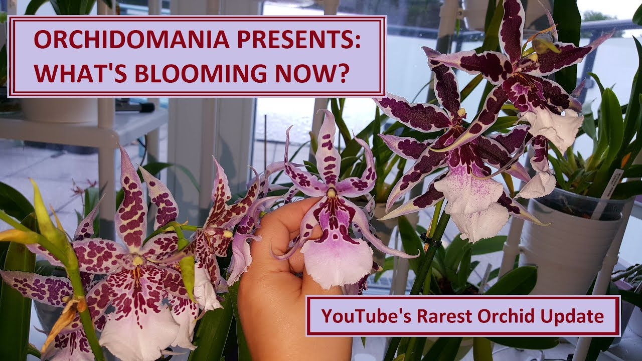 Orchidomania Presents: What's Blooming Now & Rarest Orchid Update