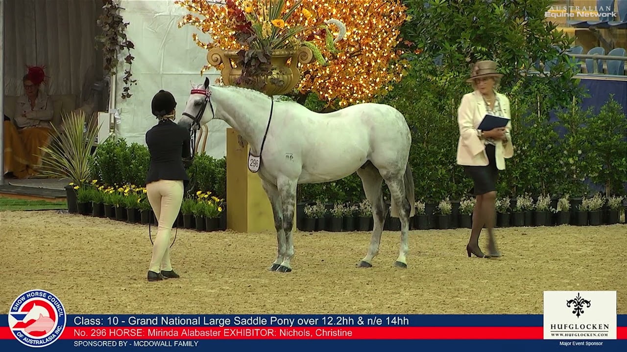 2021 SHCA Grand Nationals - Horse 296 - Mirinda Alabaster - Class 10