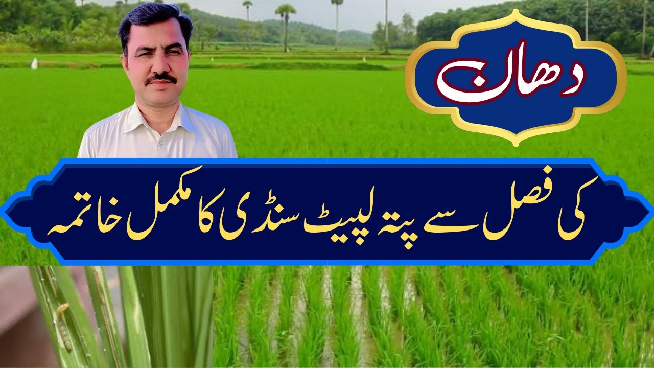 How to control leaf folder in paddy |دھان میں پتہ لپیٹ سنڈی کیسے کنٹرول کریں ؟