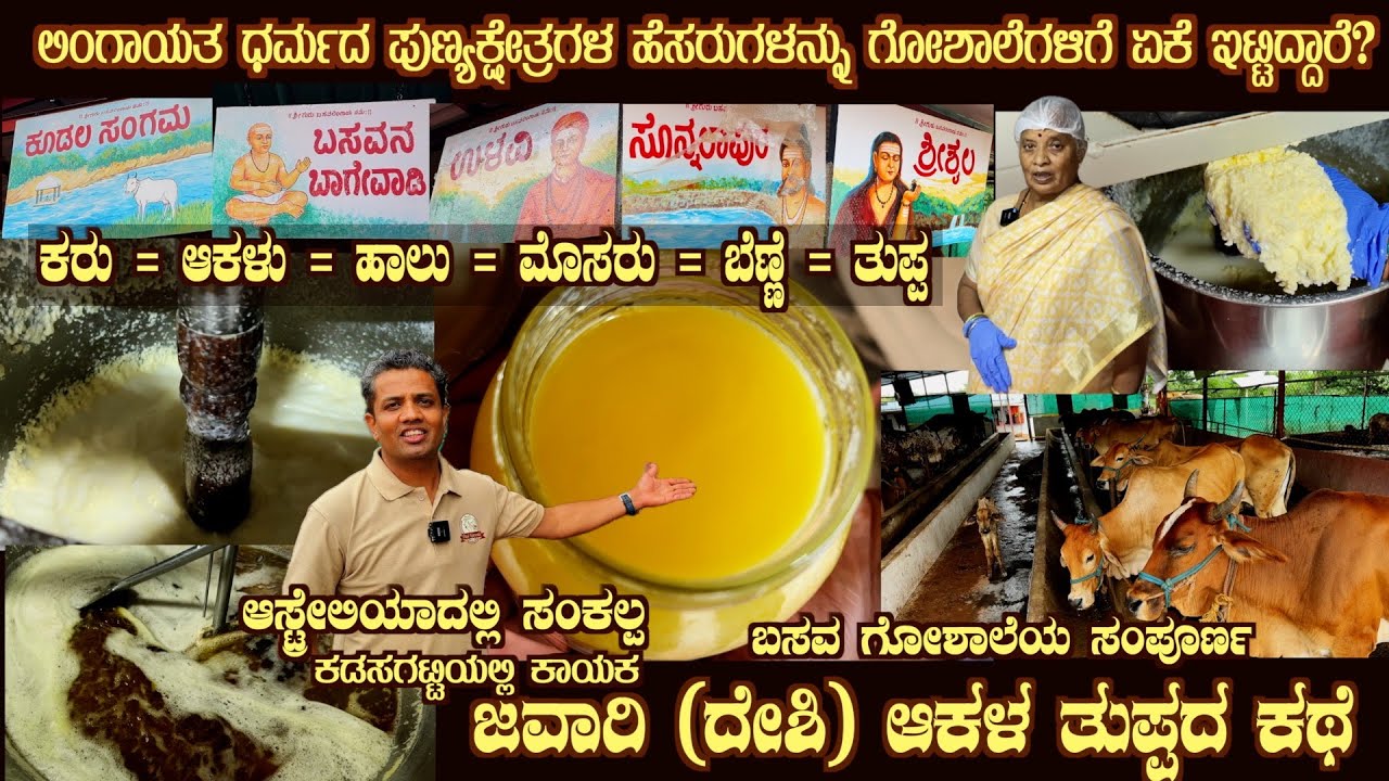 ಜವಾರಿ (ದೇಶಿ) ಆಕಳ ತುಪ್ಪ JAWARI  DESI COW GHEE making process shown @BASAVA GOSHALE Kadasagatti