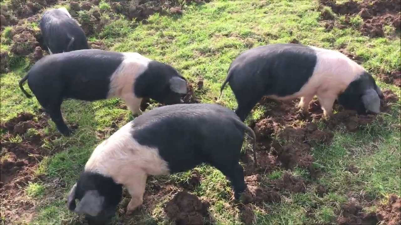 Strip Grazing pigs and sheep in the same field, a few days away from lambing.