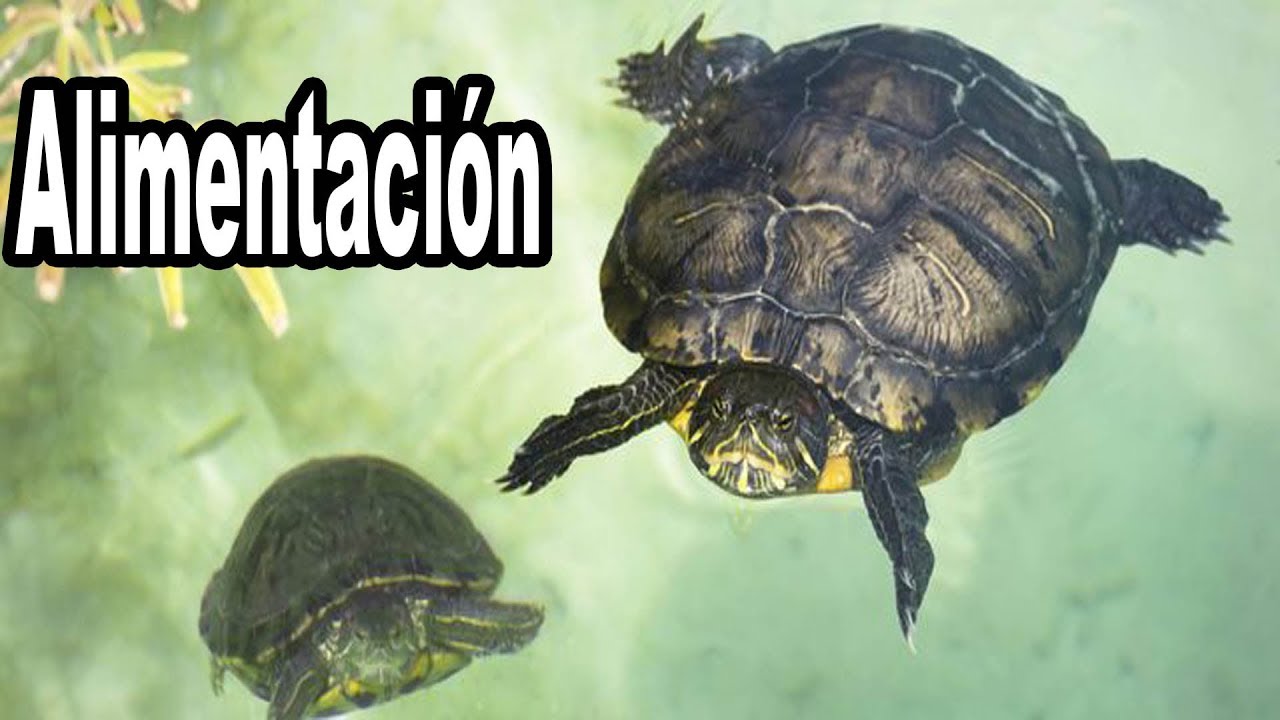 Como Alimentar Tortugas de Agua Dulce