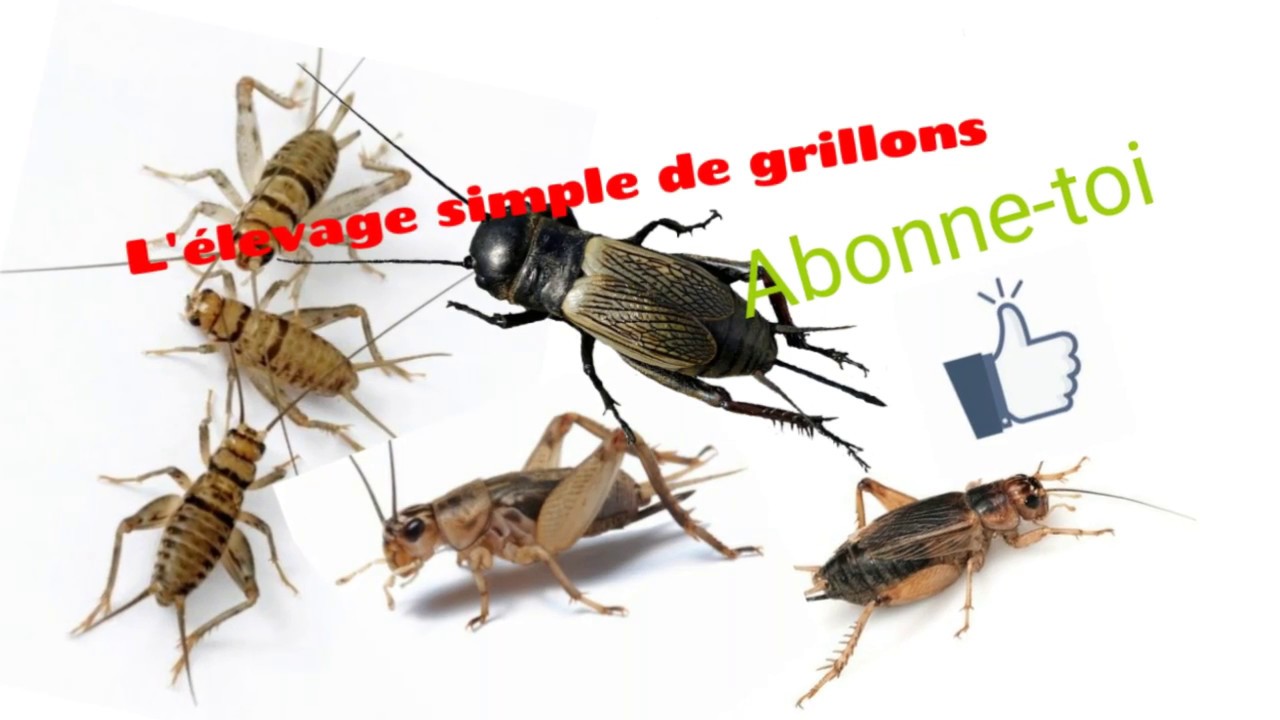 ÉLEVAGE 100% EFFICACITÉ  GRILLONS