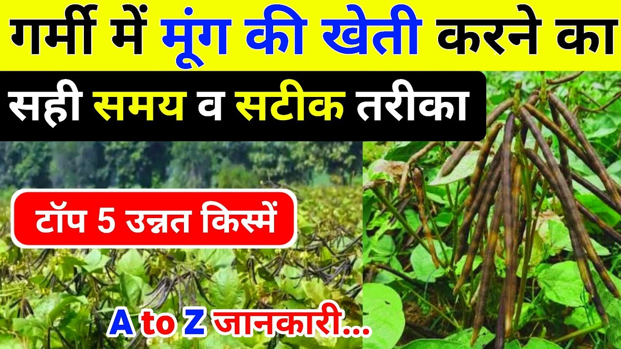 गर्मी में मूंग की खेती कब और कैसे करें | Garmi me moong ki kheti kaise kare | Moong ki kheti