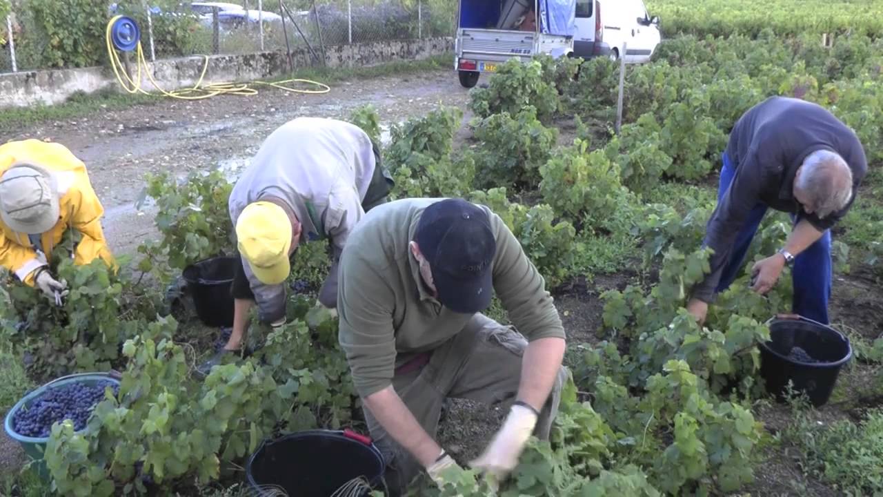 Vendanges 2013