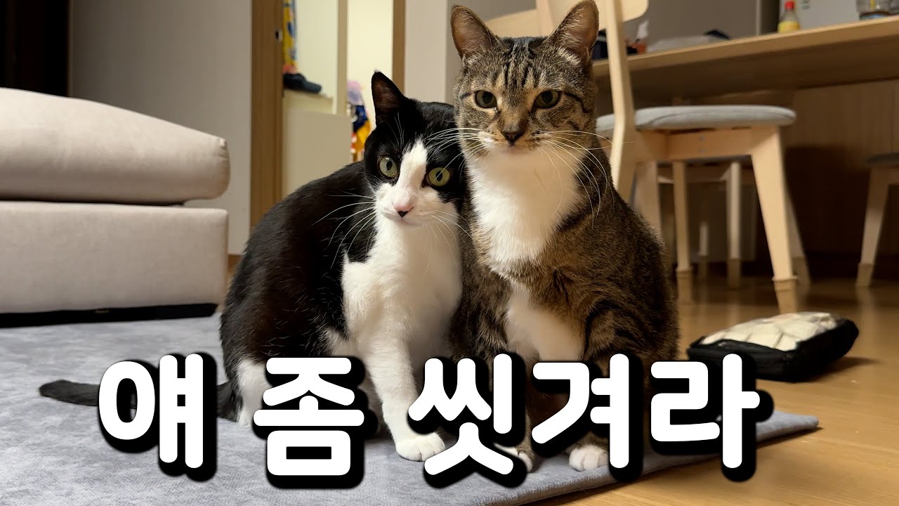 춘봉아 첨지 비듬이 생겼는데?