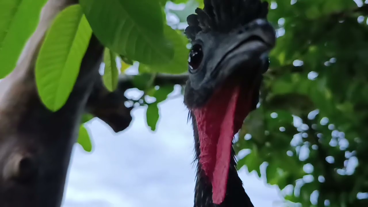 Aqui eu tenho que levar cedo pra alimentar eles #fazenda #vidanaroça #jacú