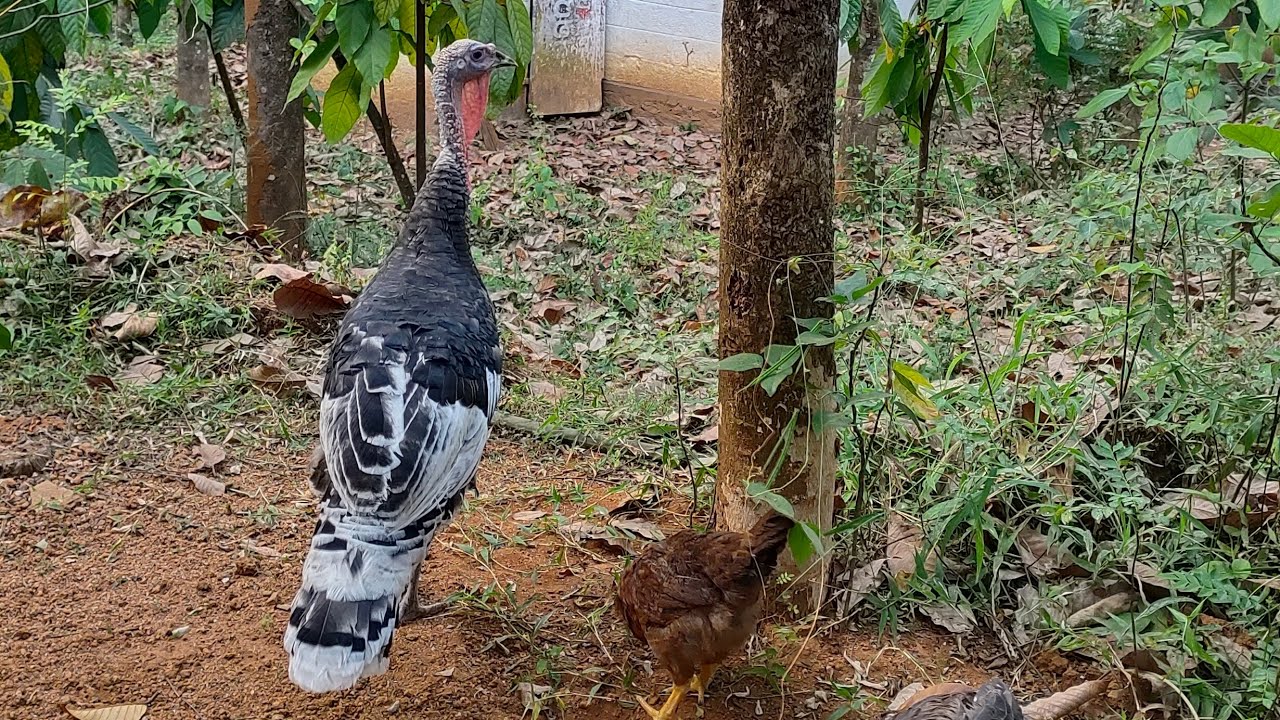കൾഗം കോഴി 🐓 #animals #trending #youtubevideo  @isavlogs1920 