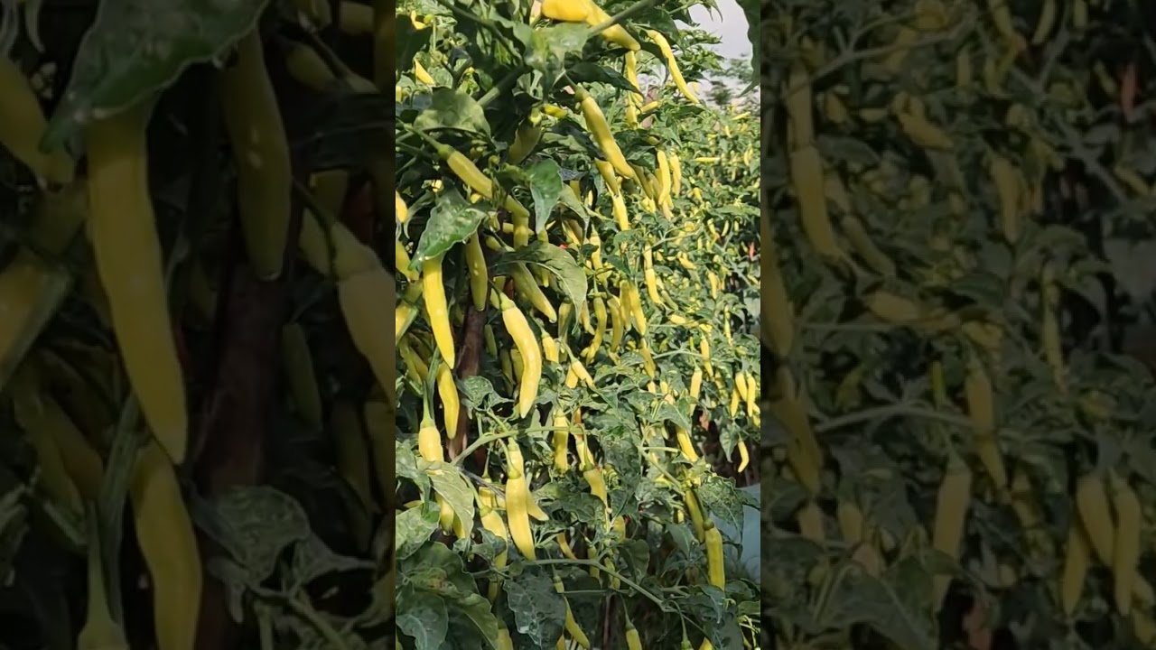 cabe viral yang berbuah sangat lebat
