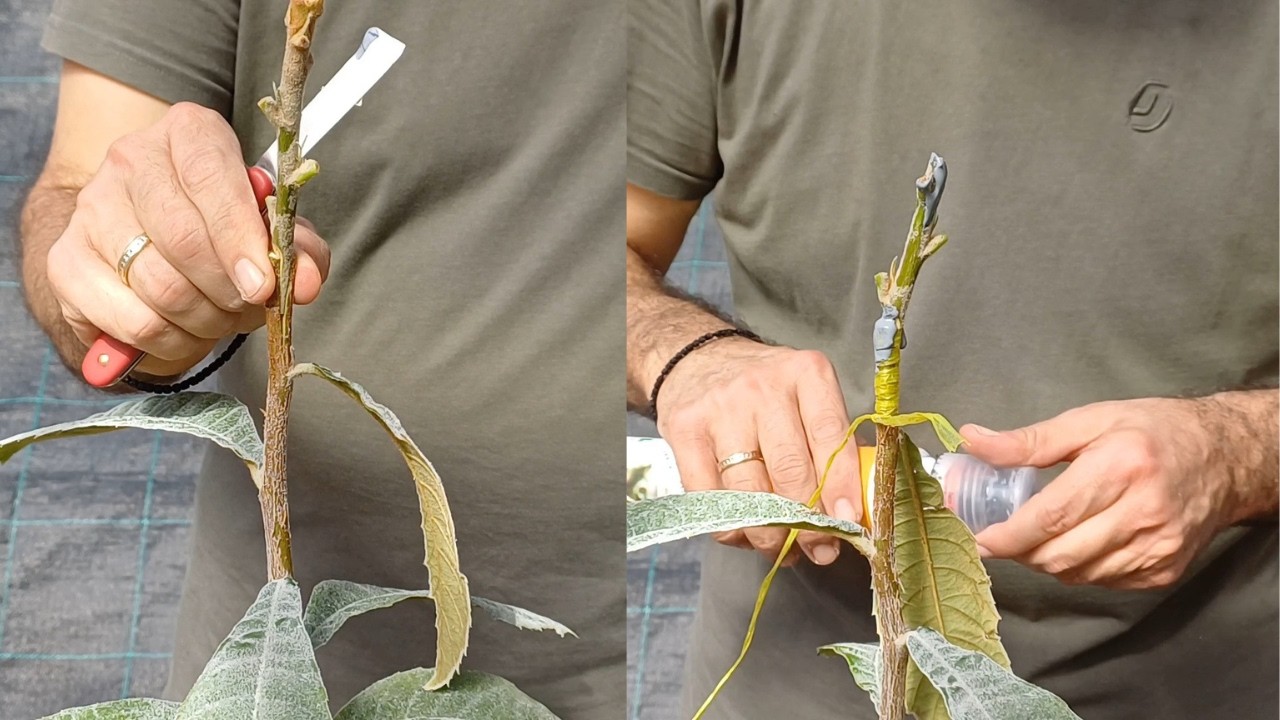 V-Grafting for Plants like Loquat, Avocado & Mango – Step-by-Step Guide