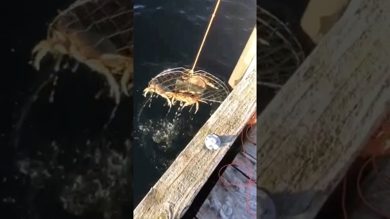 Crabs in crab trap Kitimat BC Northern Canada Pacific coast fishing life 