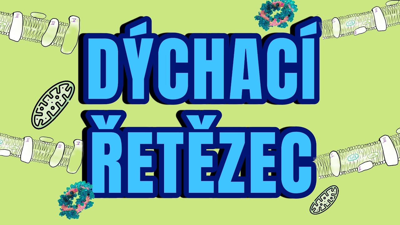 DÝCHACÍ ŘETĚZEC - EUKARYOTICKÁ buňka