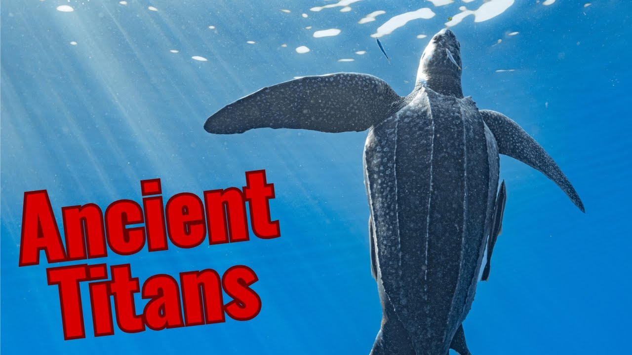 Leatherback Turtles | The Massive Sea Turtles with Flexible Shells