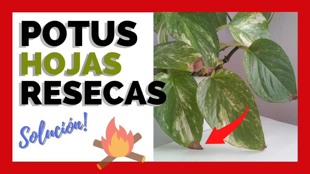 PORQUÉ SE PONEN SECAS LAS PUNTAS de las HOJAS ❤️ POTUS y CÓMO SOLUCIONARLO