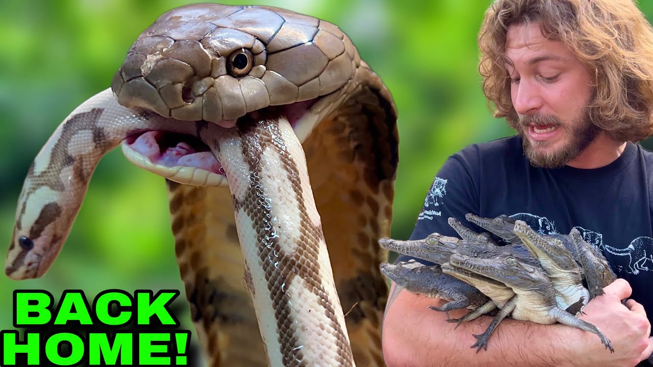 Feeding KING COBRAS!