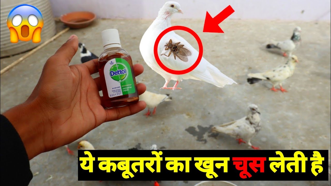 इस कारण आपके बीमार कबूतर कभी ठीक नहीं हो पाते ? || 😱😱😱😱