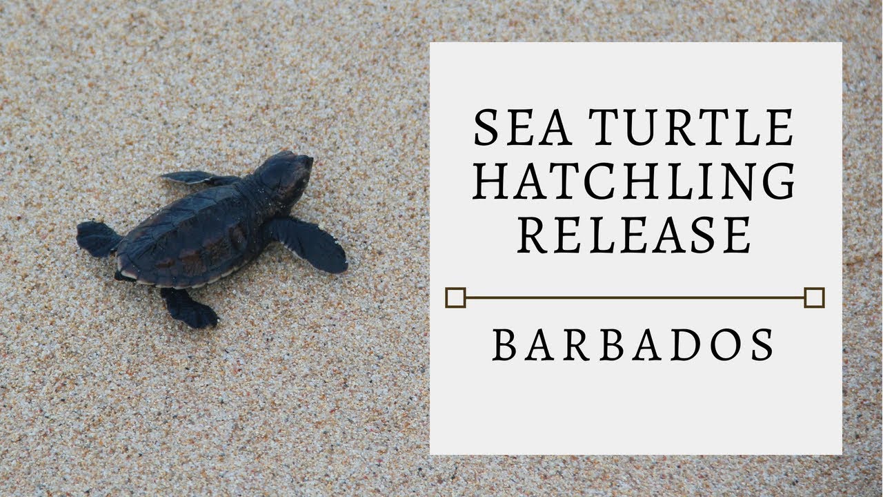 Sea Turtle Hatchling Release in Barbados