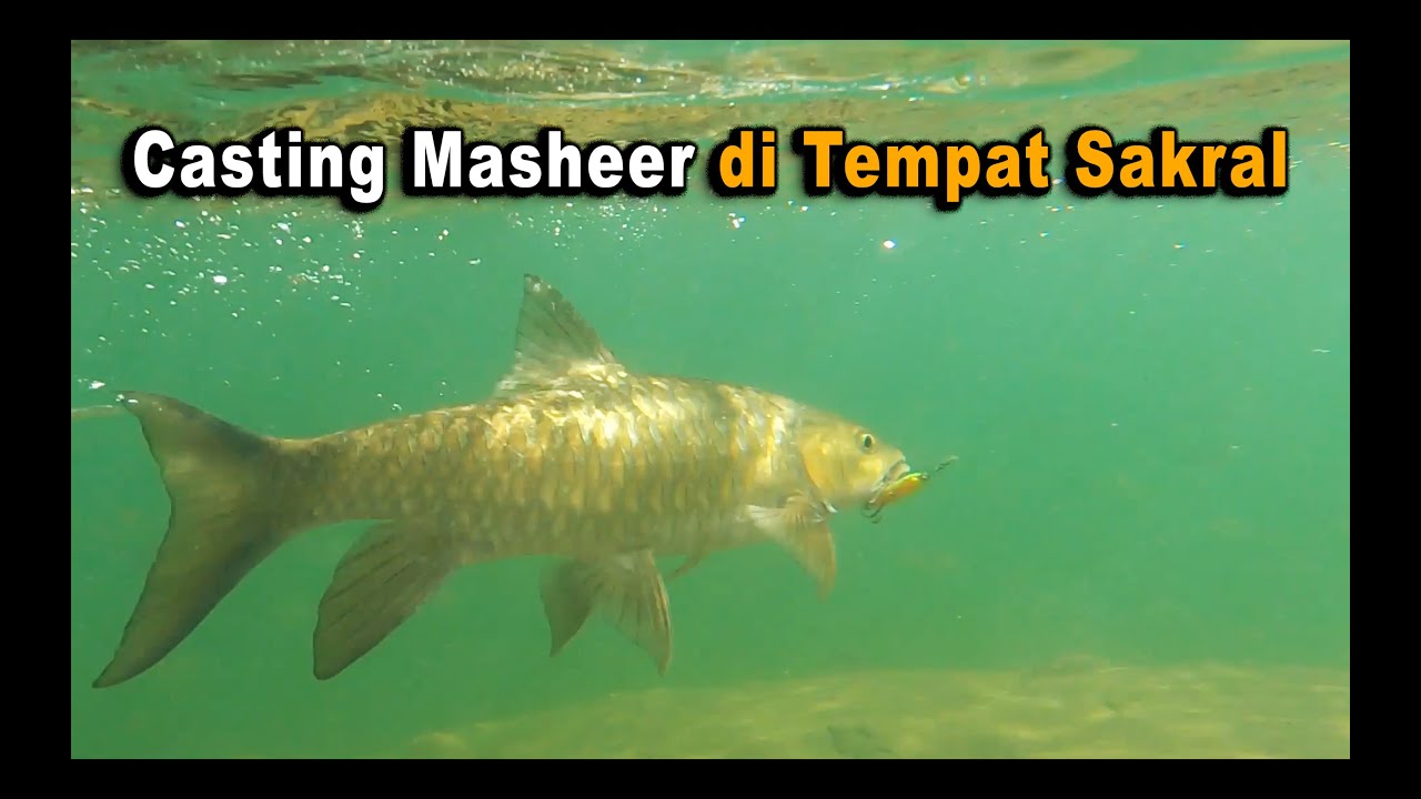 Casting Masheer di Lubuk Larangan