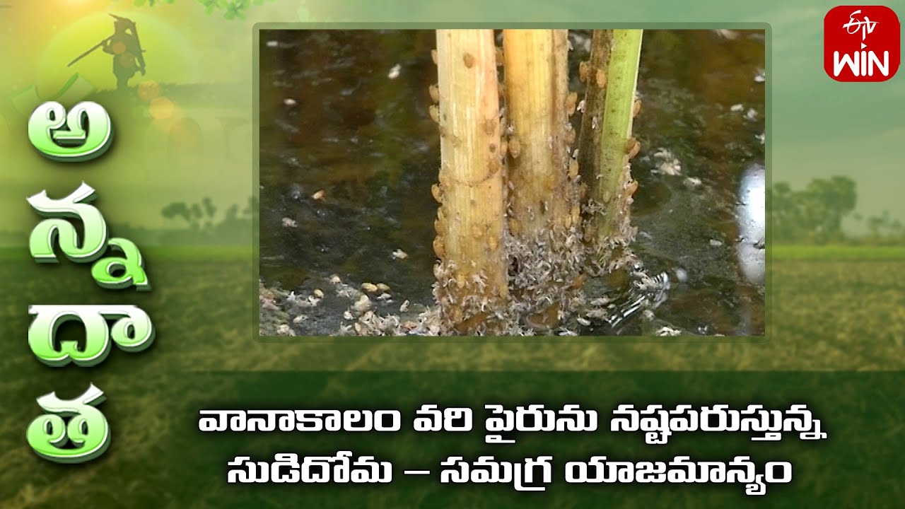 BPH attack in paddy #Doma potu #sudi doma | ETV