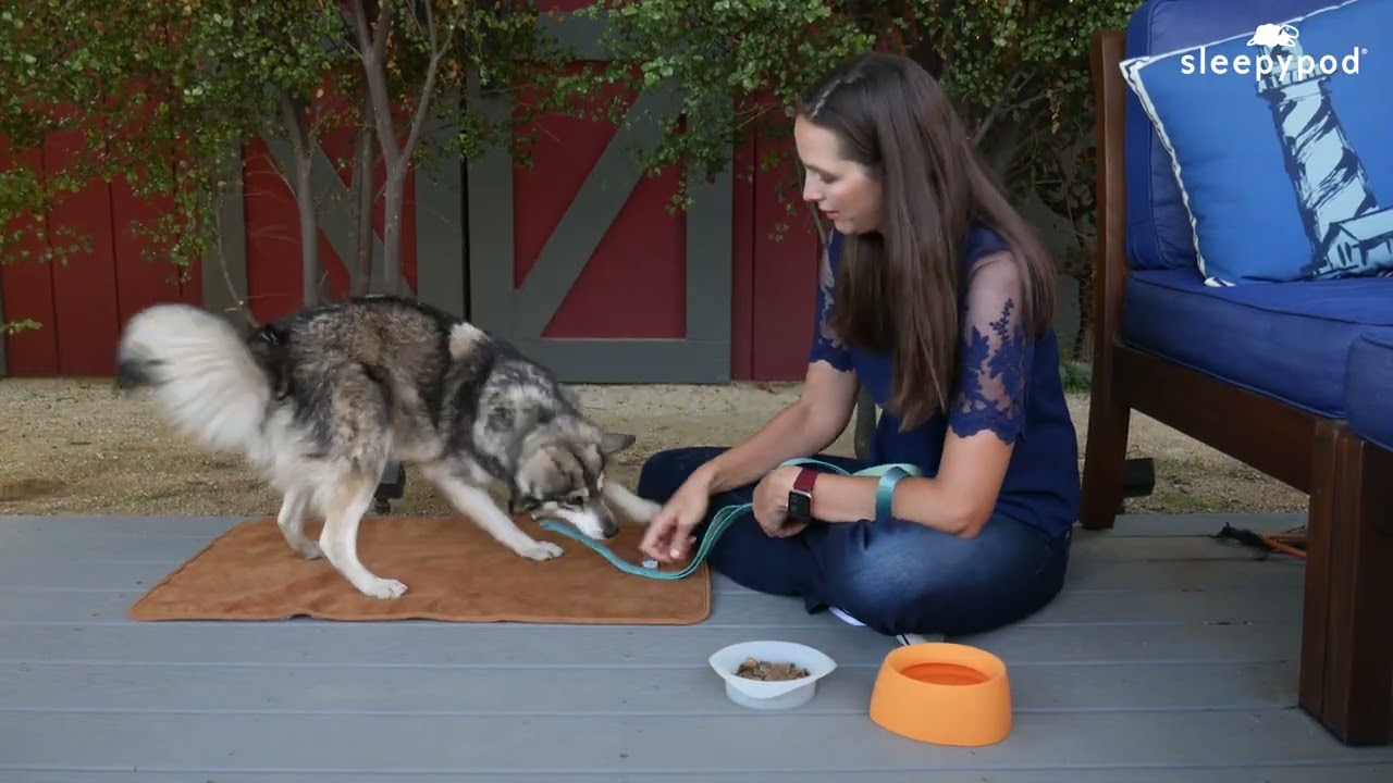 How to Travel With Your Dog - #safetravels