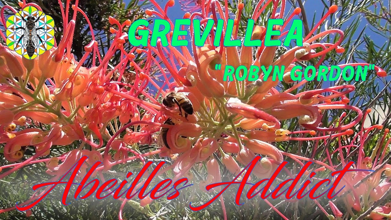 Grevillea | Robyn Gordon| Botanique Mellifère | Abeilles Addict