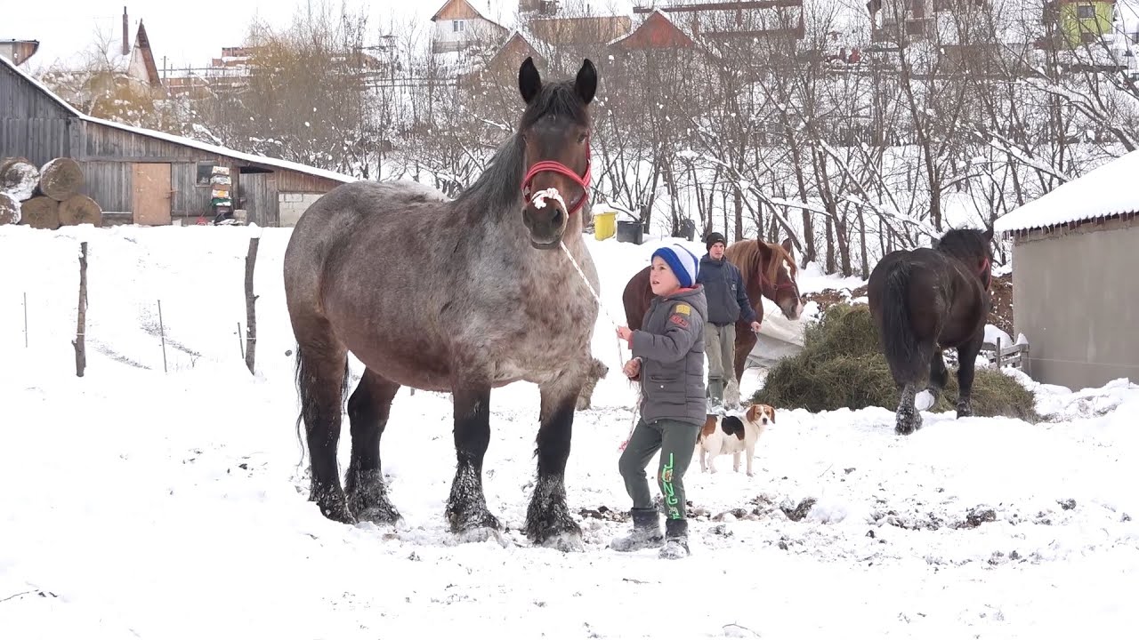 Caii lui Nelutu de la Gura Raului, Sibiu - 2021 Nou!!!